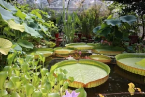 botanic garden
